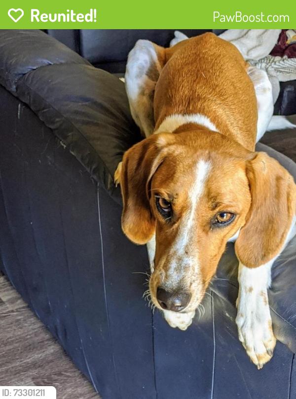 Reunited Female Dog last seen Village way, Nashville, TN 37211