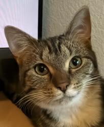 Lost Female Cat last seen Progress and Hialeah (80015), Centennial, CO 80015
