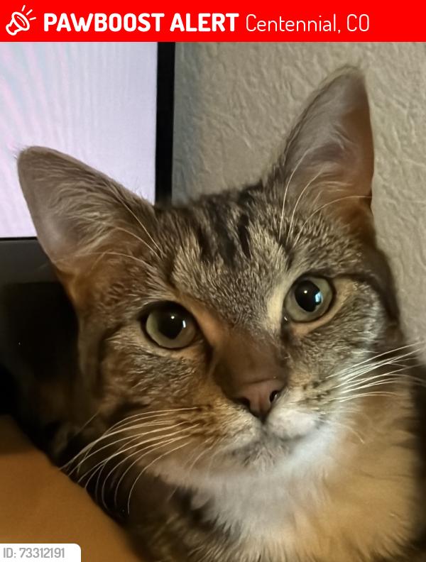 Lost Female Cat last seen Progress and Hialeah (80015), Centennial, CO 80015