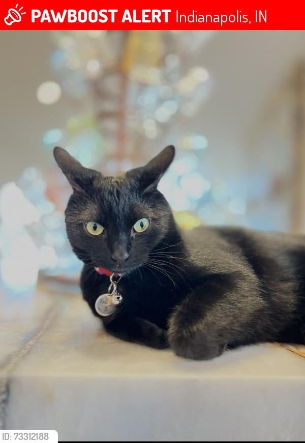 Lost Male Cat last seen 82nd Street and Dean Road, Indianapolis, IN 46240