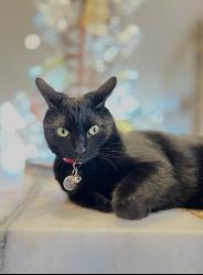 Lost Male Cat last seen 82nd Street and Dean Road, Indianapolis, IN 46240
