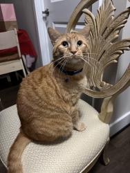 Lost Male Cat last seen Germantown park, Germantown, MD 20874