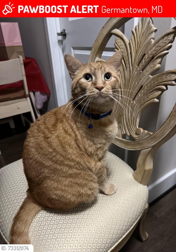 Lost Male Cat last seen Germantown park, Germantown, MD 20874