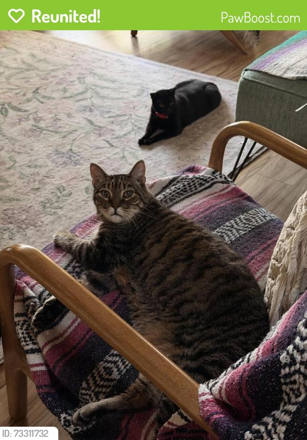Reunited Male Cat last seen Cantón, Milpitas, CA 95035