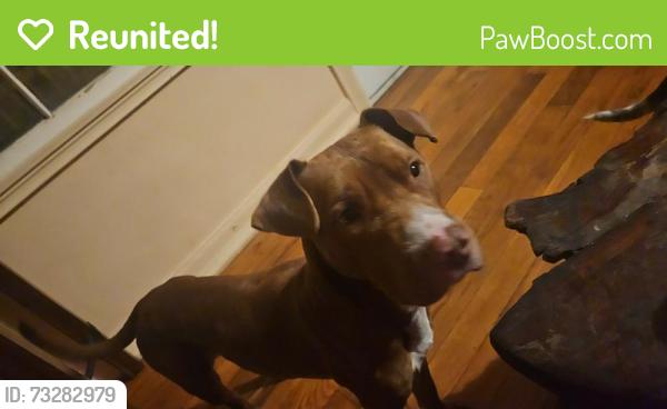 Reunited Male Dog last seen Near spencer street, St. Augustine, FL 32084