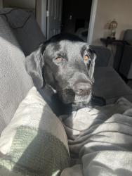 Reunited Male Dog last seen Eagleview Elementary, Thornton, CO 80241