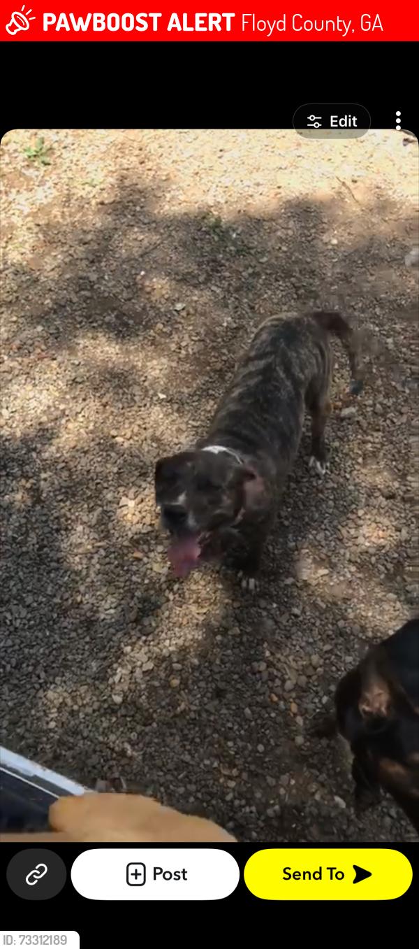 Lost Female Dog last seen Lovell rd, Floyd County, GA 30161