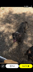 Lost Female Dog last seen Lovell rd, Floyd County, GA 30161