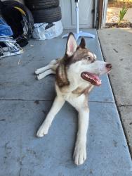 Found/Stray Male Dog last seen Costco, Antioch, CA 94509