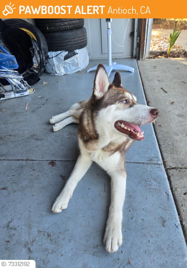 Found/Stray Male Dog last seen Costco, Antioch, CA 94509