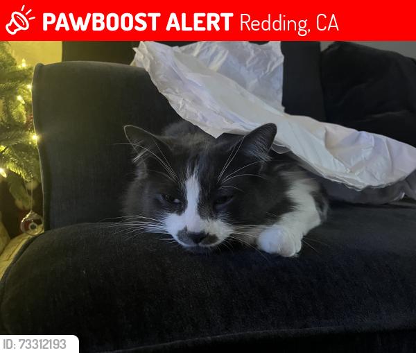 Lost Male Cat last seen Hartnell Ave, Redding, CA 96002