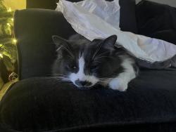 Lost Male Cat last seen Hartnell Ave, Redding, CA 96002