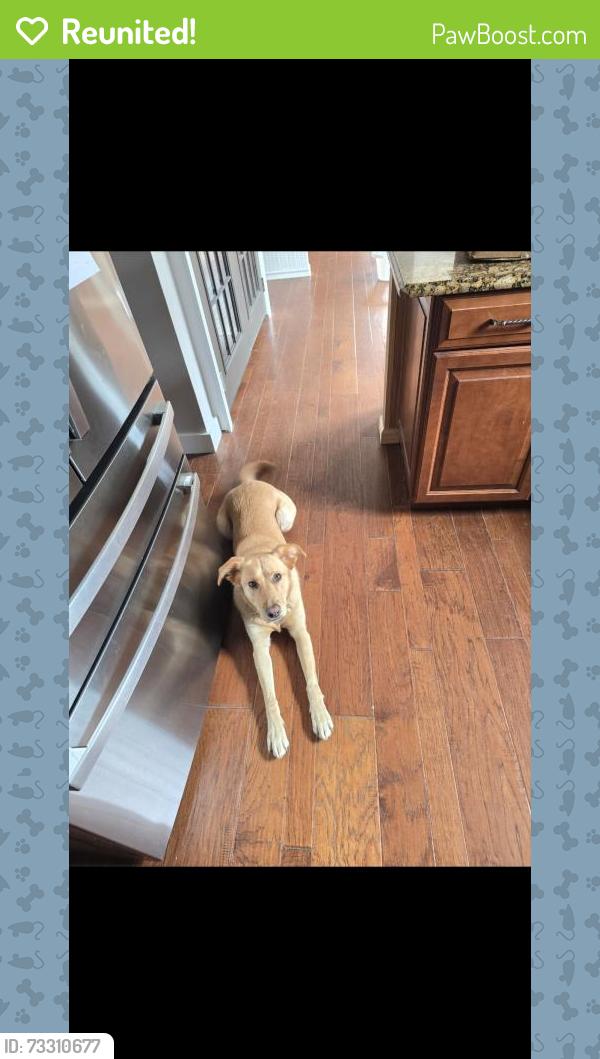 Reunited Female Dog last seen near Malbon Bros corner mart on General Booth Blvd, Virginia Beach, VA 23454
