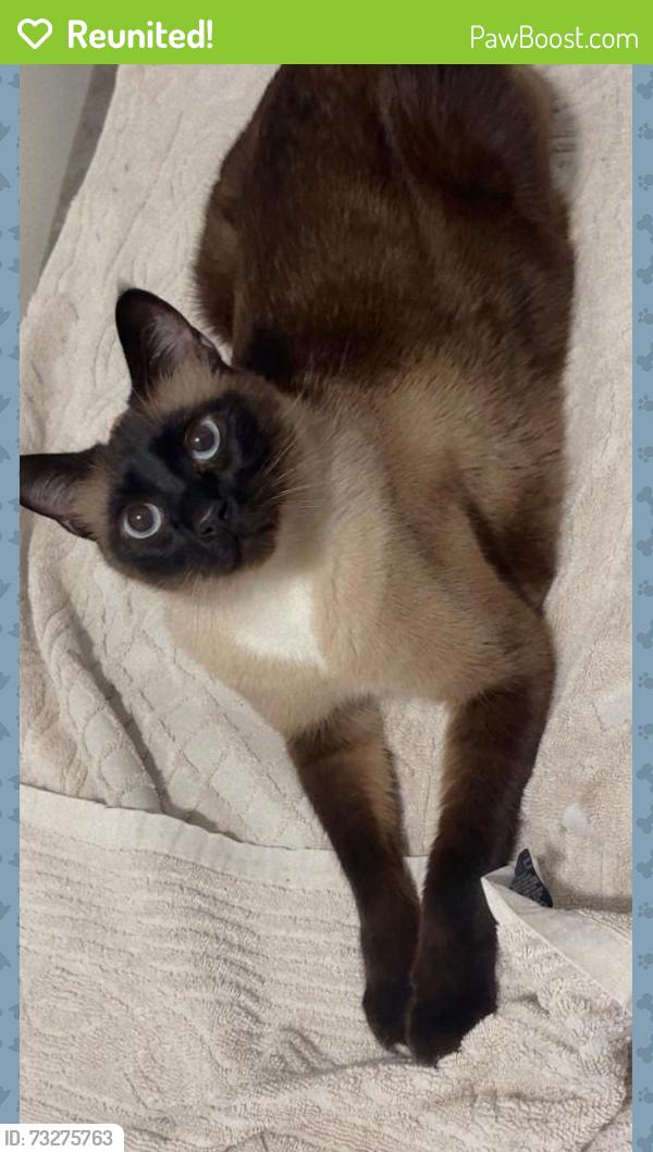 Reunited Male Cat last seen Near W central park ave, Davenport, IA 52804