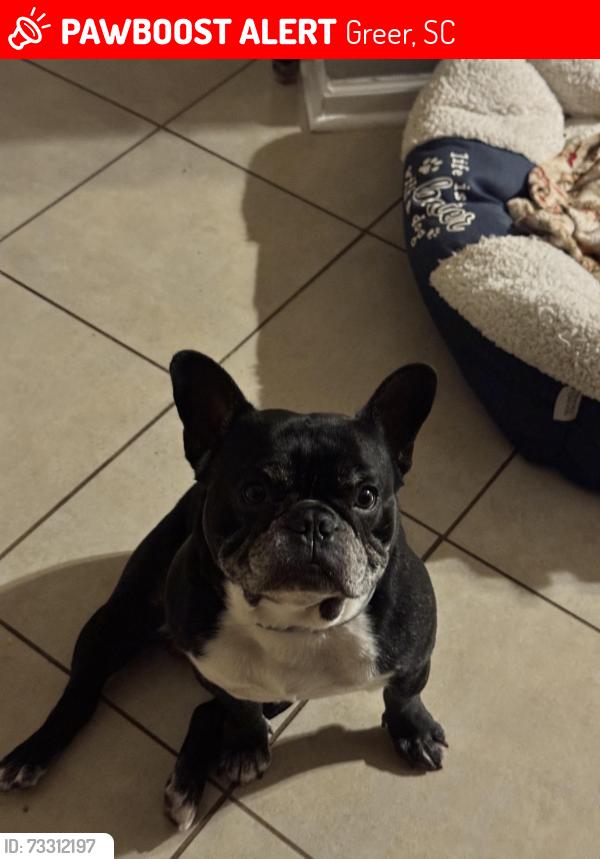 Lost Male Dog last seen Riverside high school, Greer, SC 29650