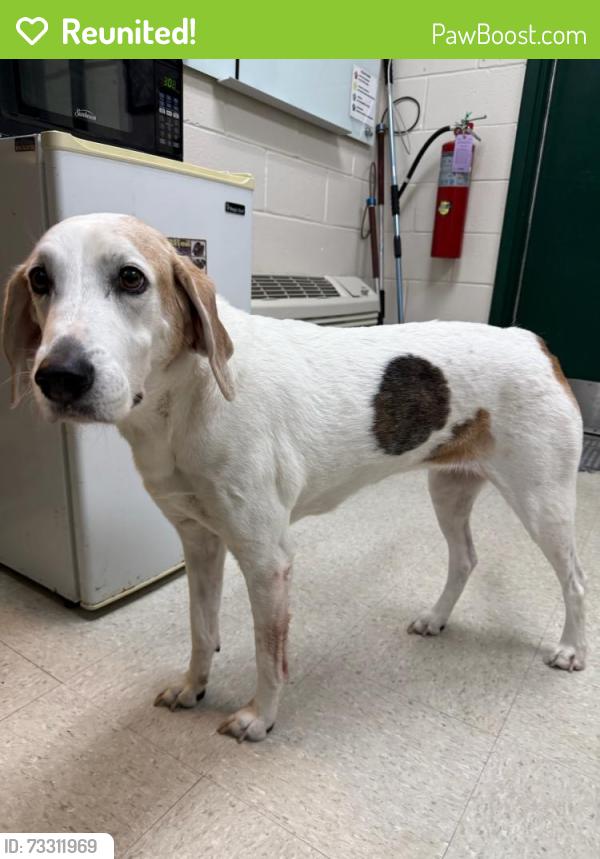 Reunited Female Dog last seen Beaches Animal Clinic, Jacksonville Beach, FL 32250