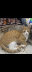 Lost Male Cat last seen Atwood Village/apmts on North 10th and Schunior in Edinburg, TX, Edinburg, TX 78541