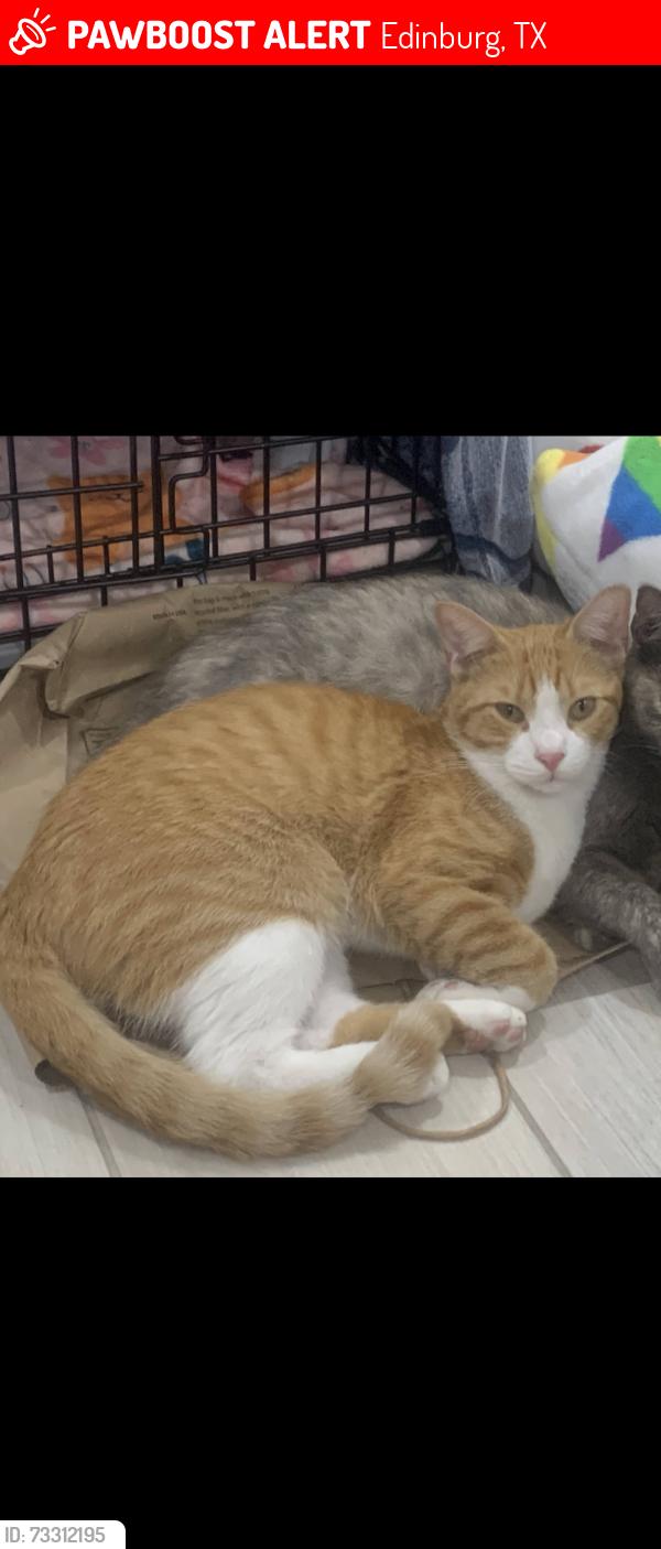 Lost Male Cat last seen Atwood Village/apmts on North 10th and Schunior in Edinburg, TX, Edinburg, TX 78541