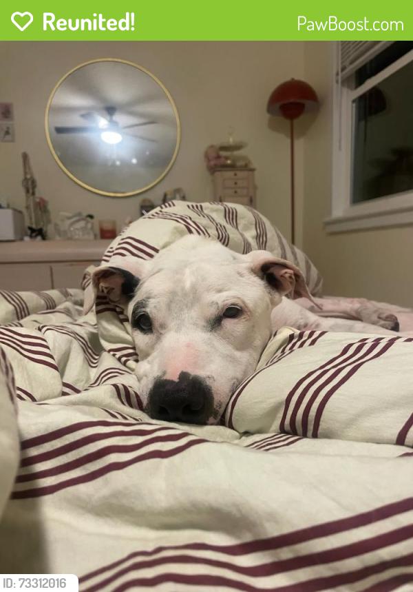 Reunited Male Dog last seen M and 5h Street, Lake Worth Beach, FL 33460