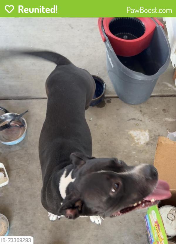 Reunited Female Dog last seen Buddhist temple, Pomona, CA 91767
