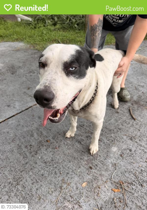 Reunited Male Dog last seen Court St and C Ave, Zephyrhills, FL 33542
