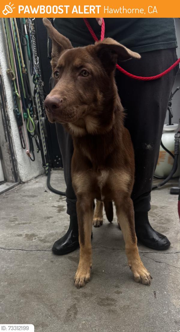 Found/Stray Female Dog last seen Rosecrans Ave and Crenshaw Blvd, Hawthorne, CA 90250
