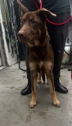 Found/Stray Female Dog last seen Rosecrans Ave and Crenshaw Blvd, Hawthorne, CA 90250