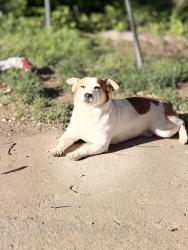 Lost Male Dog last seen Cooksville Dundas, Mississauga, ON L5A 1V6