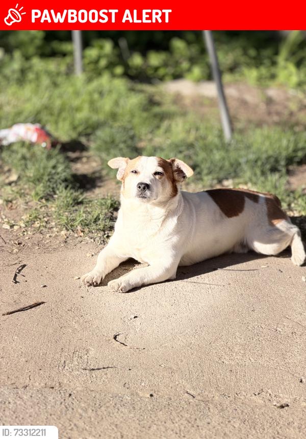 Lost Male Dog last seen Cooksville Dundas, Mississauga, ON L5A 1V6