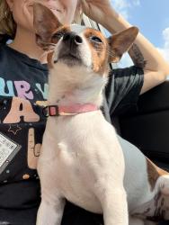 Reunited Female Dog last seen Eakin rd, Columbus, OH 43204