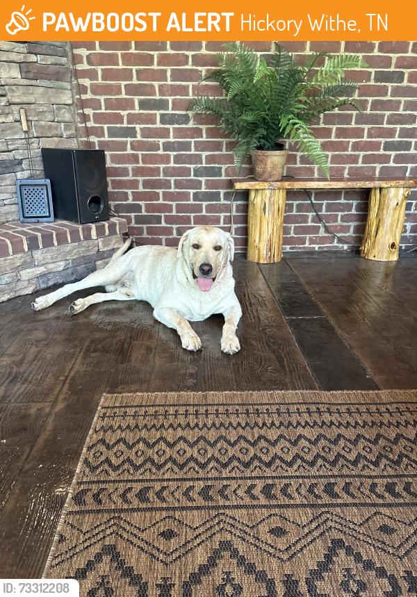 Found/Stray Male Dog last seen Talford Cove, Hickory Withe, TN 38028