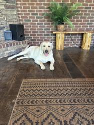 Found/Stray Male Dog last seen Talford Cove, Hickory Withe, TN 38028