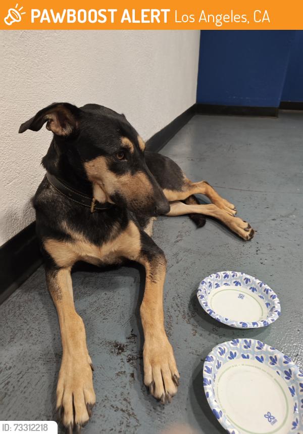 Found/Stray Unknown Dog last seen best buy, Los Angeles, CA 90038
