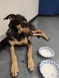 Found/Stray Unknown Dog last seen best buy, Los Angeles, CA 90038