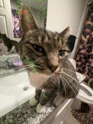 Found/Stray Male Cat last seen N/a, Knoxville, TN 37921