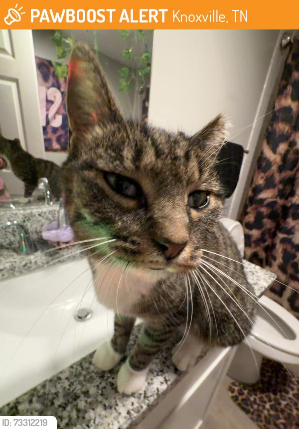 Found/Stray Male Cat last seen N/a, Knoxville, TN 37921