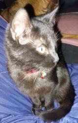 Lost Female Cat last seen Blueberry and Apricot, Rio Rancho, NM 87144