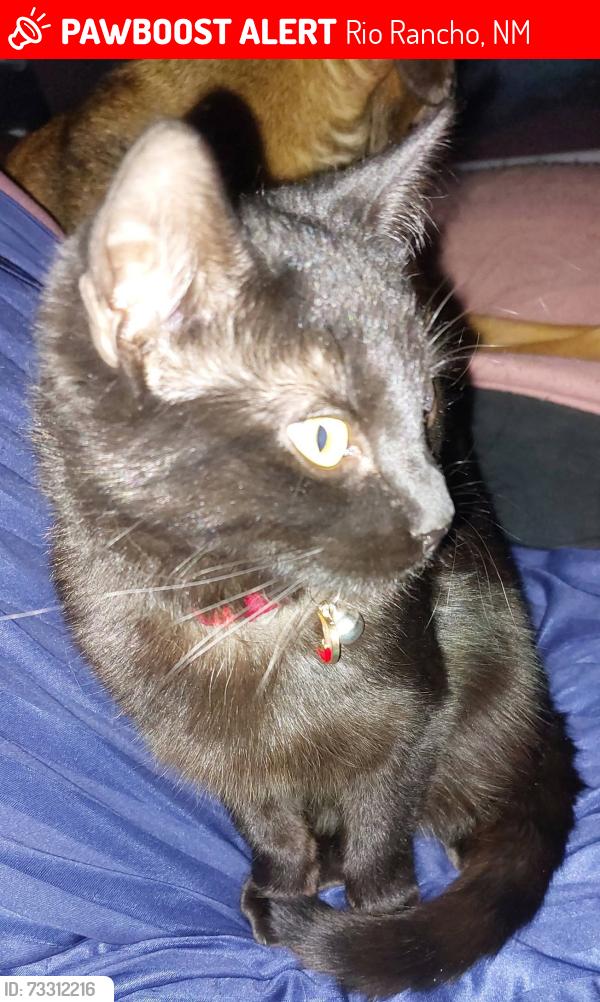 Lost Female Cat last seen Blueberry and Apricot, Rio Rancho, NM 87144