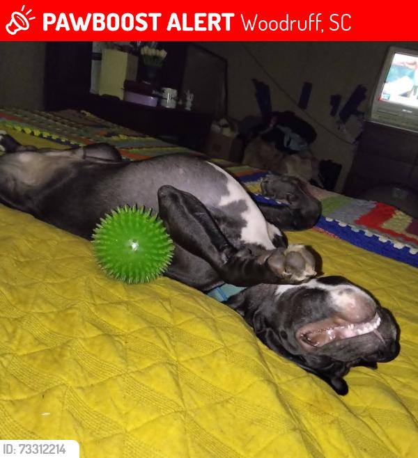 Lost Male Dog last seen Near West Georgia road woodruff SC, Woodruff, SC 29388