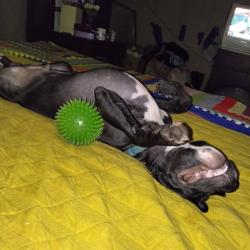 Lost Male Dog last seen Near West Georgia road woodruff SC, Woodruff, SC 29388