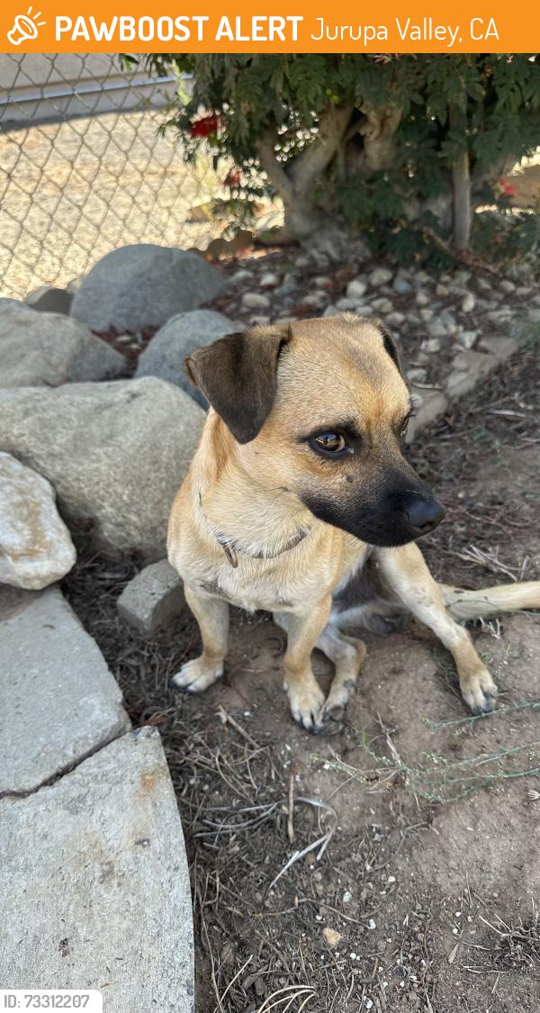 Found/Stray Male Dog last seen Gail drive & Armstrong, Jurupa Valley, CA 92509