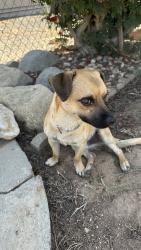 Found/Stray Male Dog last seen Gail drive & Armstrong, Jurupa Valley, CA 92509