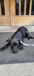 Shelter Stray Male Dog last seen Near 61ST AVE S, Seattle, WA, 2061 15th Ave W, Seattle, WA 98119, USA