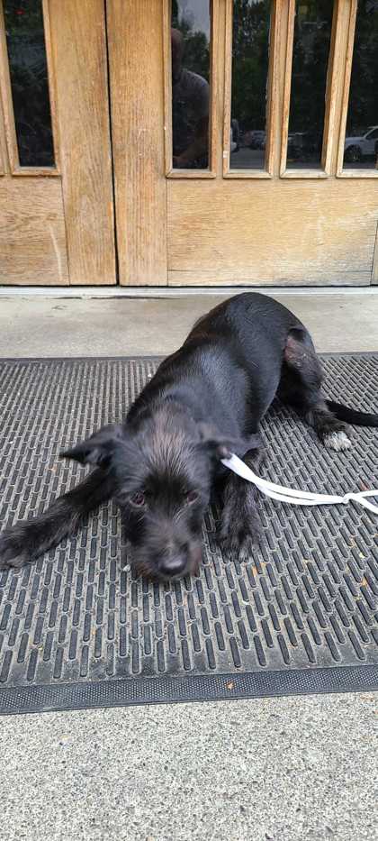 Shelter Stray Male Dog last seen Near 61ST AVE S, Seattle, WA, 2061 15th Ave W, Seattle, WA 98119, USA