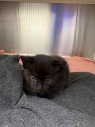 Shelter Stray Male Cat last seen Near Blk of Field, District 2 - West Cleburne,, 2375 Service Dr, Cleburne, TX 76033, USA