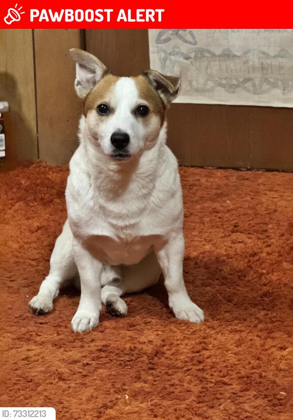 Lost Male Dog last seen Hurontario and dundas, Mississauga, ON L5A 1V6