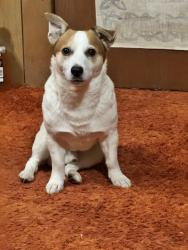Lost Male Dog last seen Hurontario and dundas, Mississauga, ON L5A 1V6