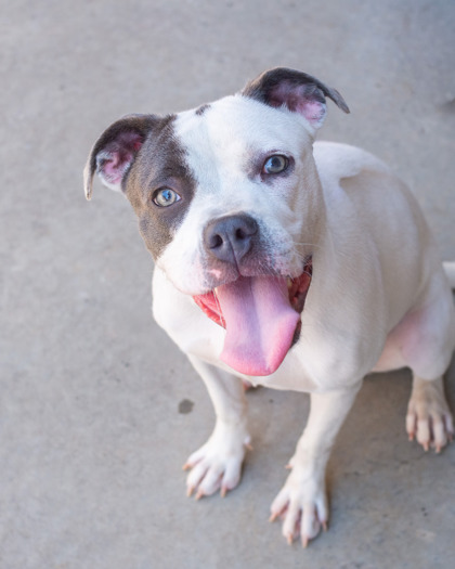 Shelter Stray Female Dog last seen Near Chamblee Dunwoody Rd. Chamblee, GA 30341, 30341, GA, 3280 Chamblee Dunwoody Rd, Chamblee, GA 30341, USA