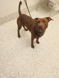 Shelter Stray Male Dog last seen Near Gracelyn ct, Atlanta, GA, 1251 Fulton Industrial Blvd NW, Atlanta, GA 30336, USA