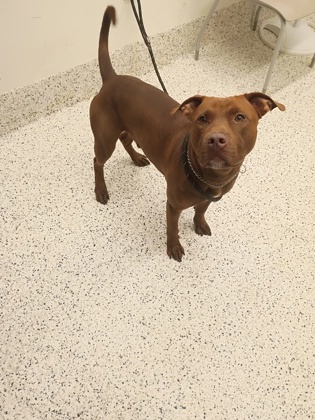 Shelter Stray Male Dog last seen Near Gracelyn ct, Atlanta, GA, 1251 Fulton Industrial Blvd NW, Atlanta, GA 30336, USA